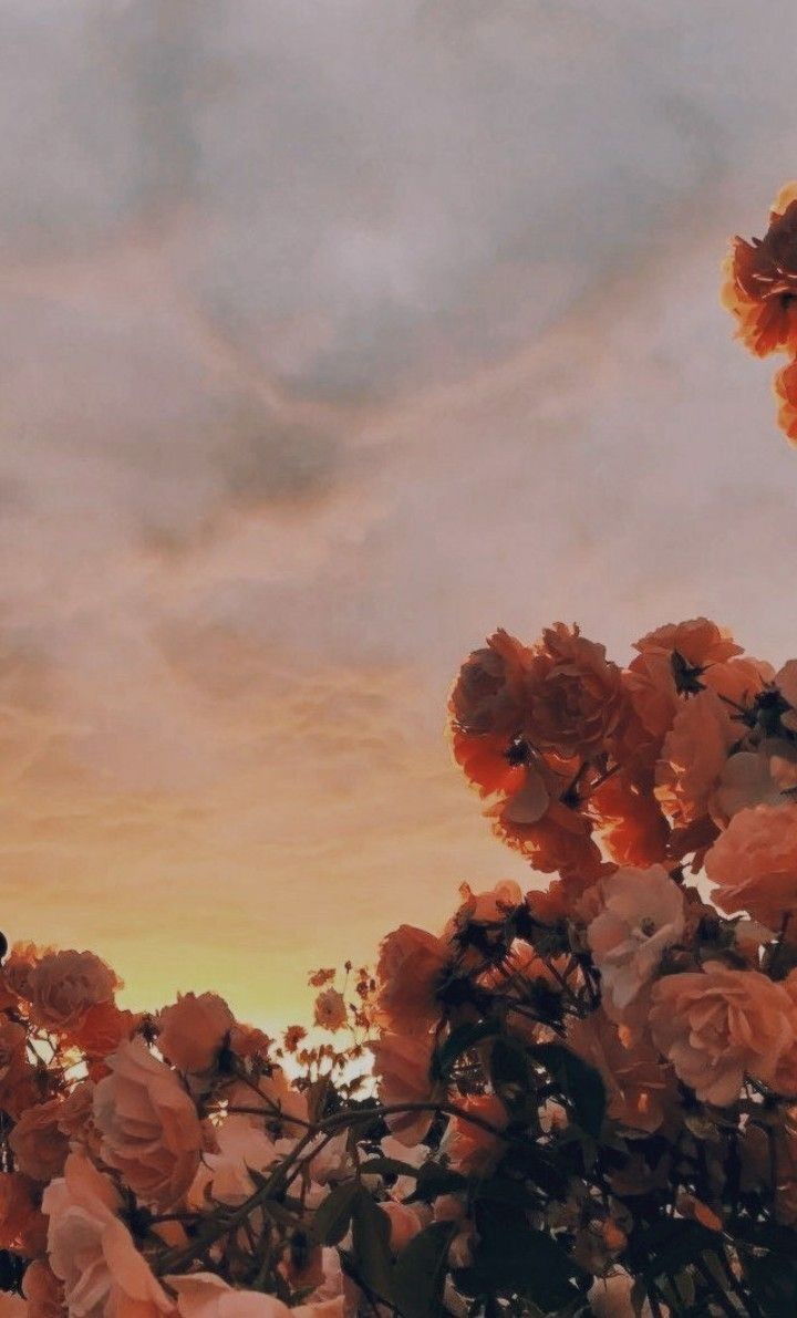 a peachy sunset in a peachy flower field