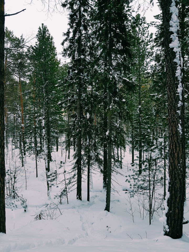 зимний лес