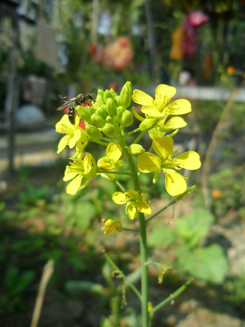 Mustard Flower