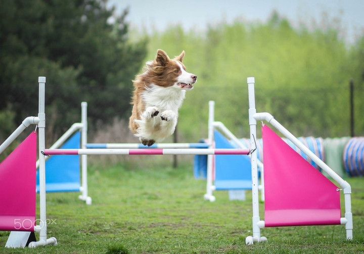 The Border Collie Because There Is No Better Dog