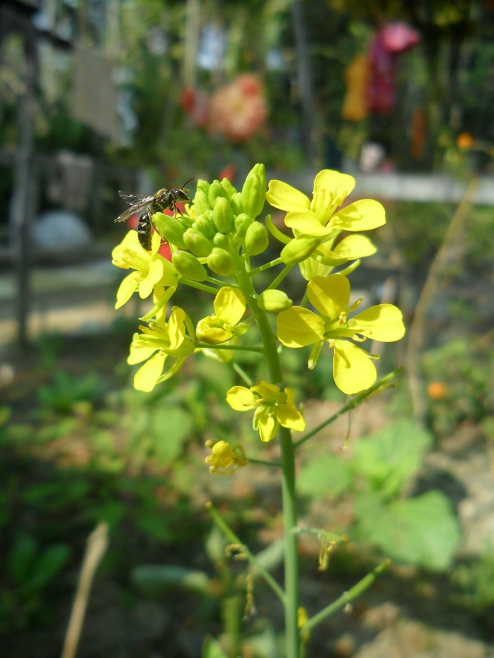 Mustard Flower