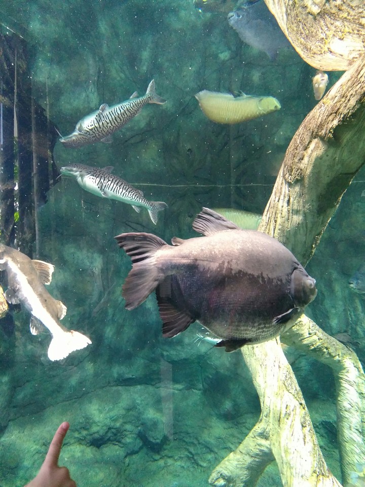 fish