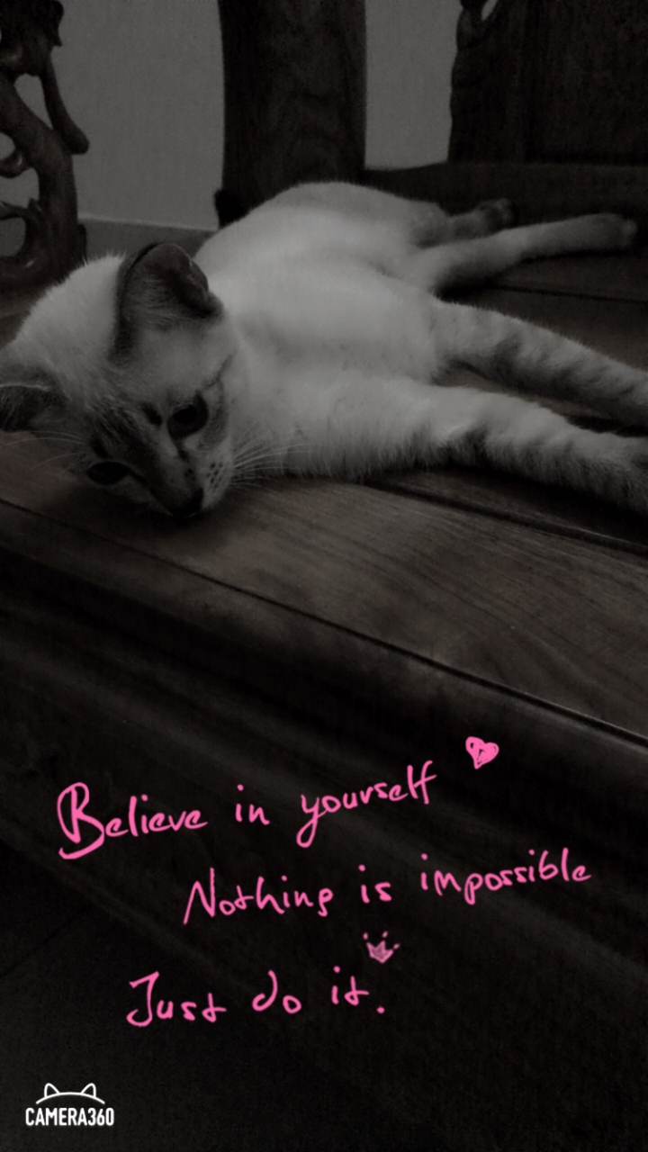 meow meow