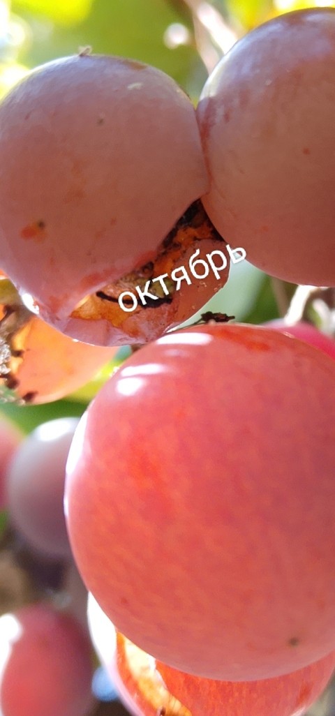 rose, superfood háttérképek