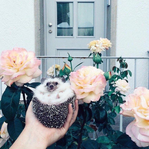 flower, canidae वॉलपेपर