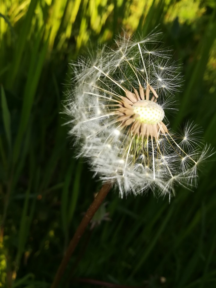 dandelion