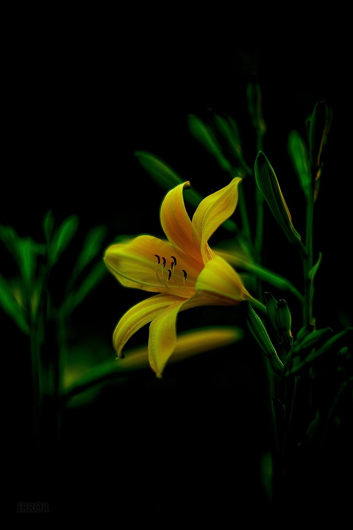 A lily