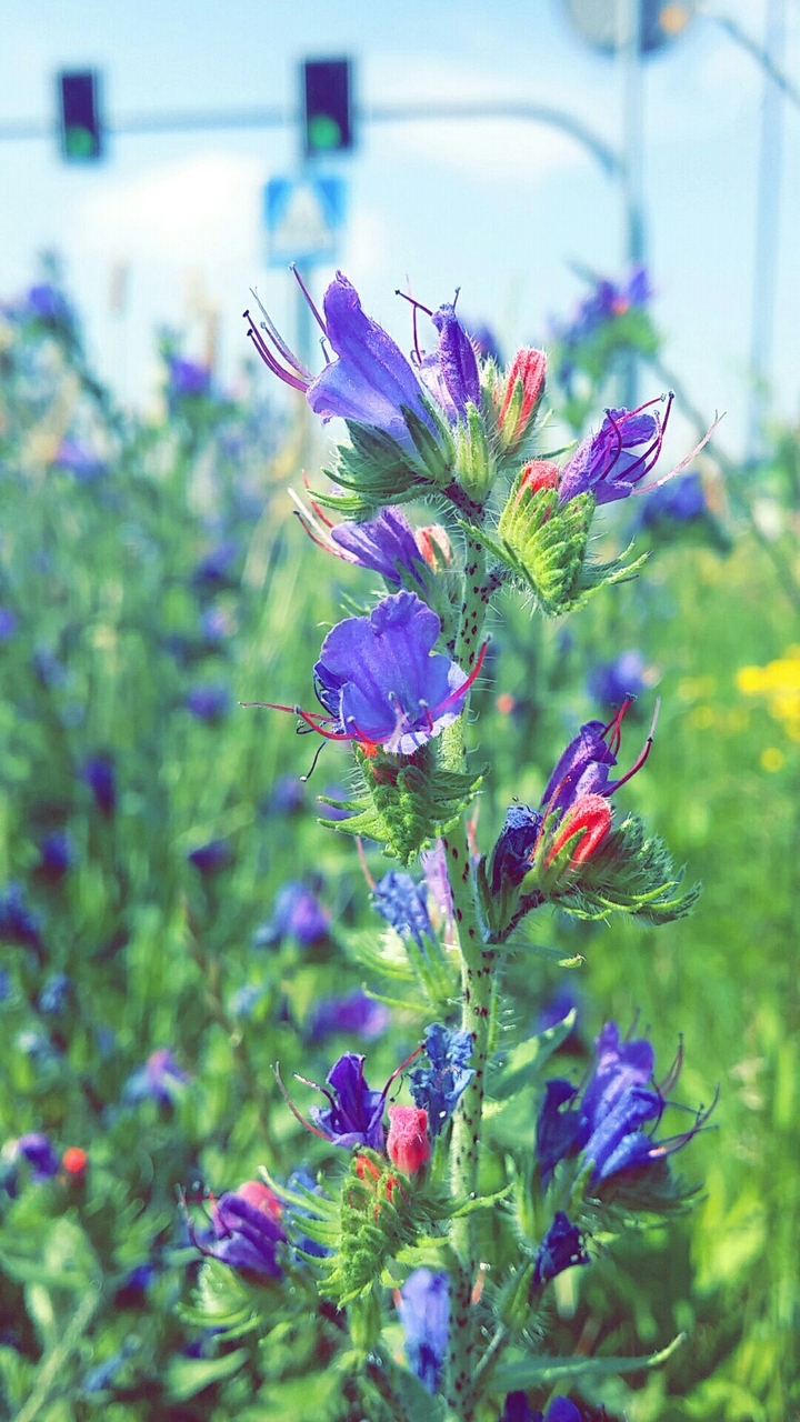 flowers and traffic