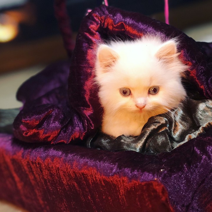 Kitty