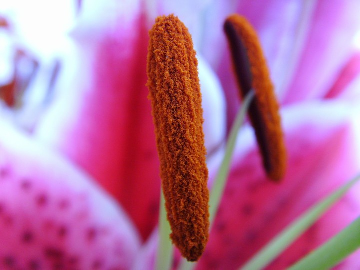 Lily