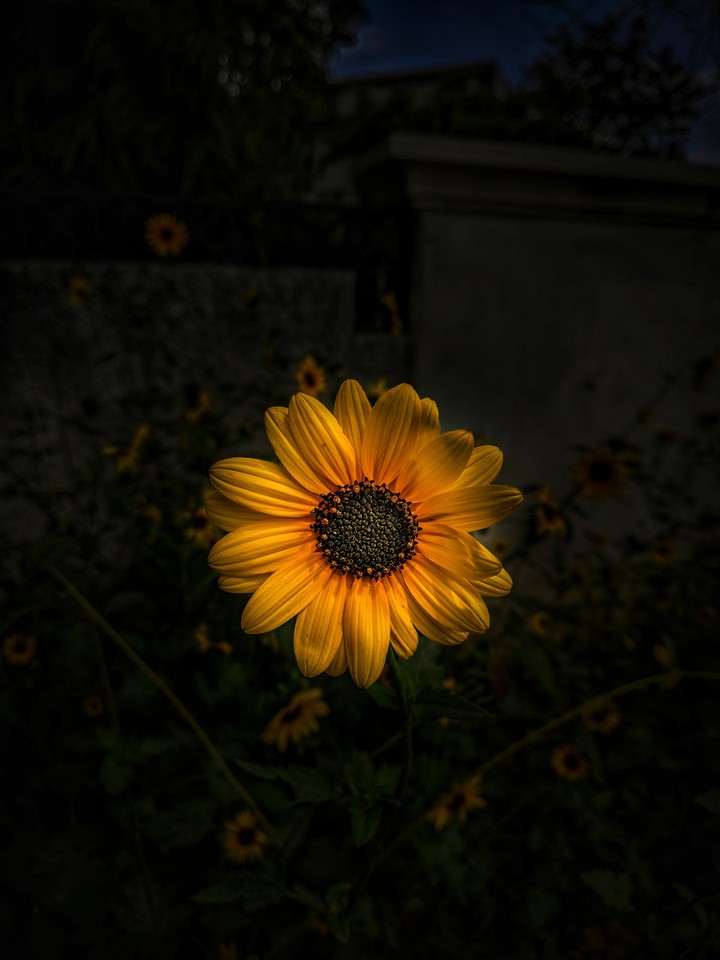 Sunflower Solo