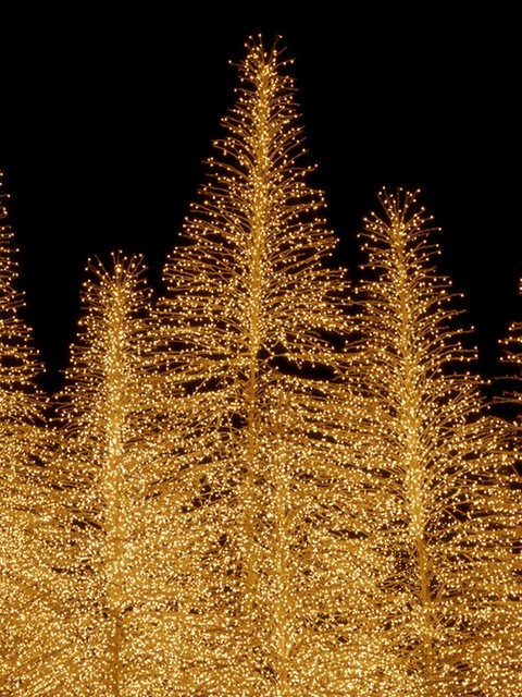 fondos de pantalla lighting, larch