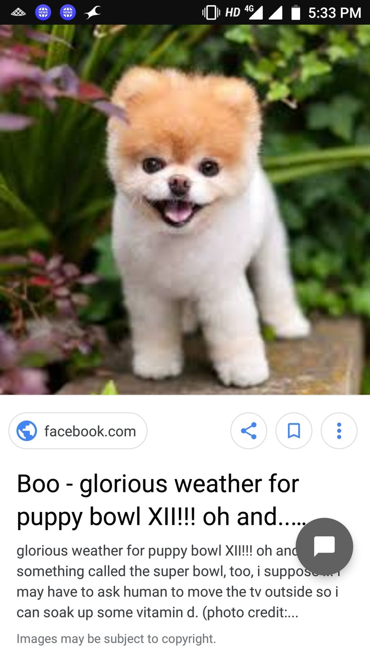 boo dog