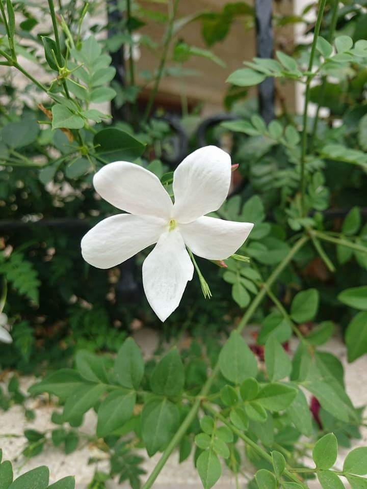 عمري