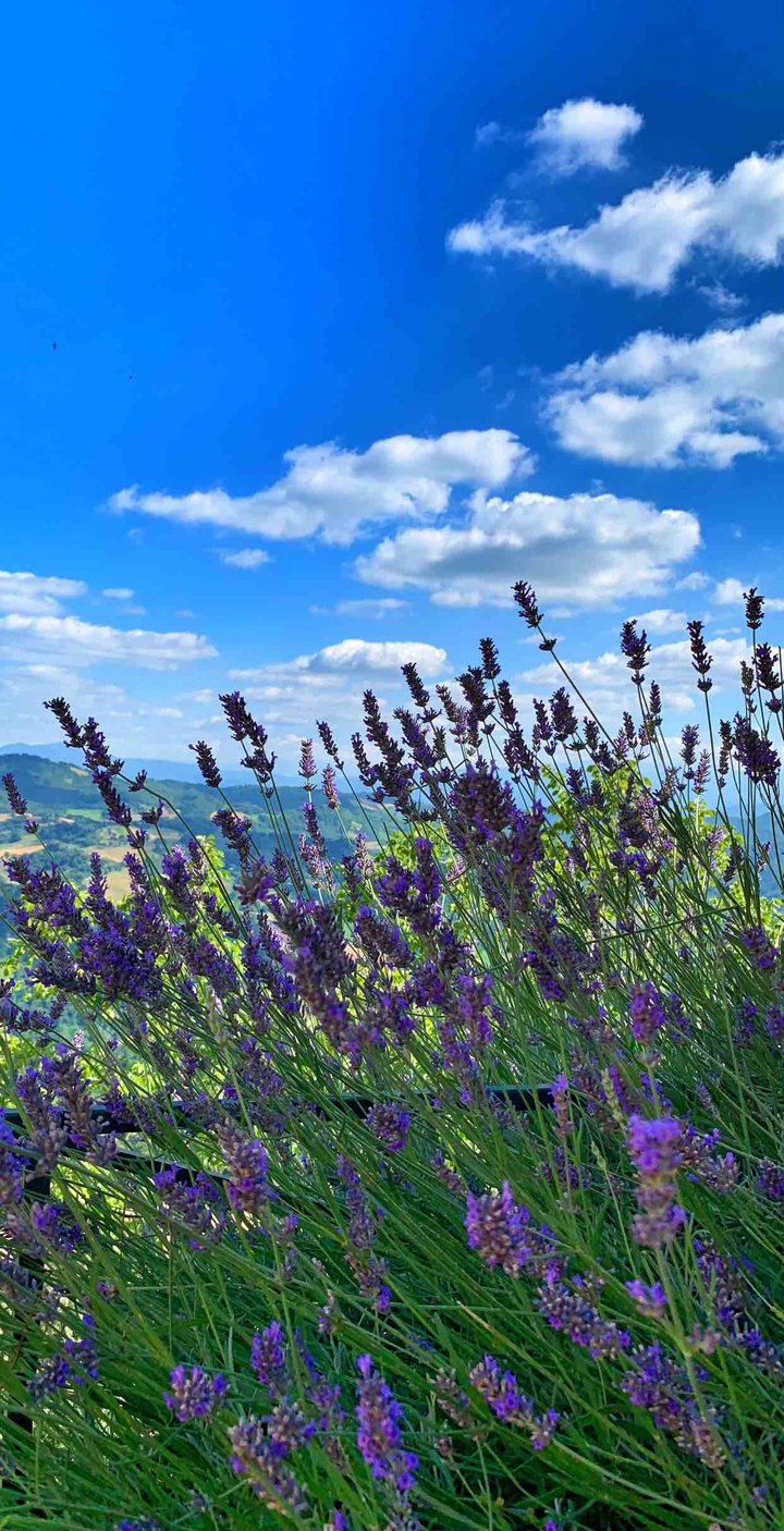lavanda
