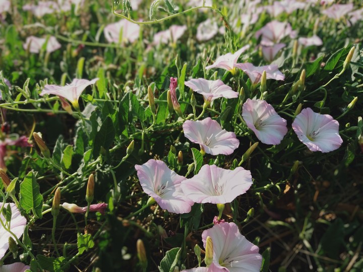 field bindweed