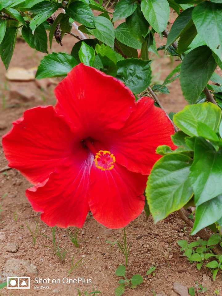 Red Flower