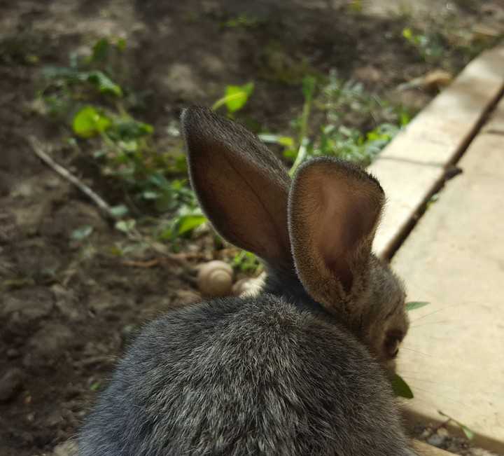 My Rabbit Betty
