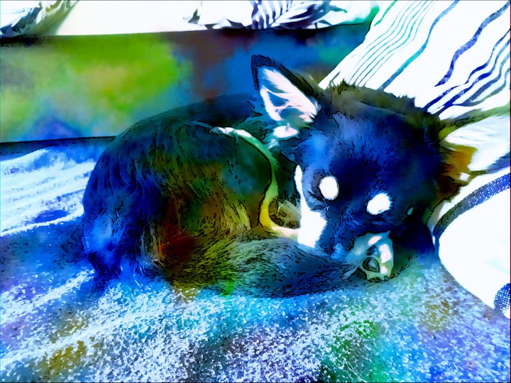 doggy