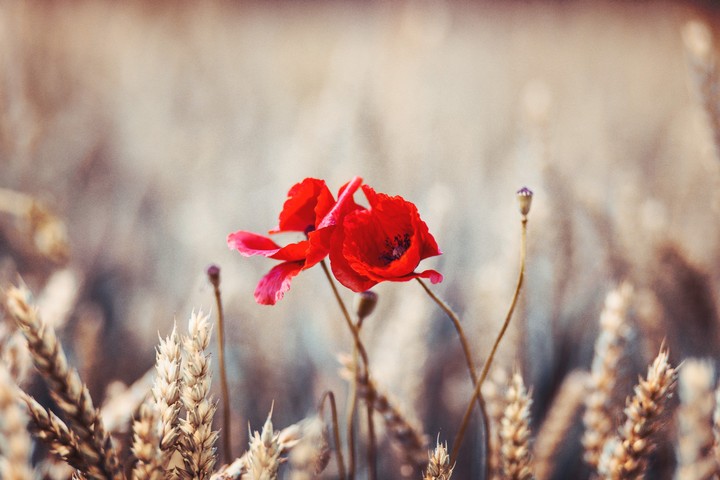 Poppy