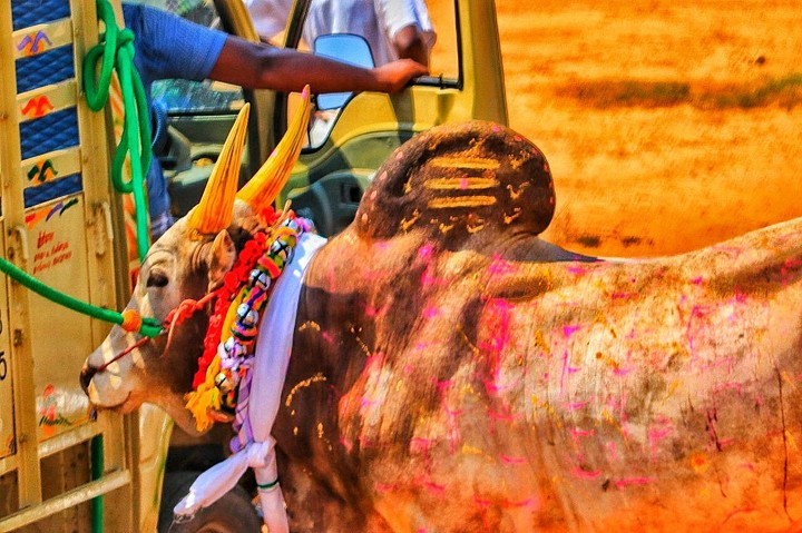 Manjuvirattu kaalai