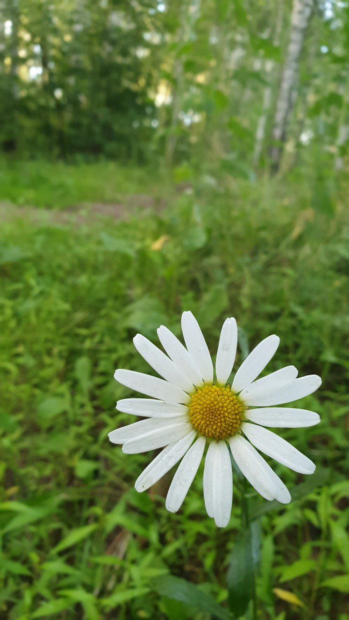 ромашка