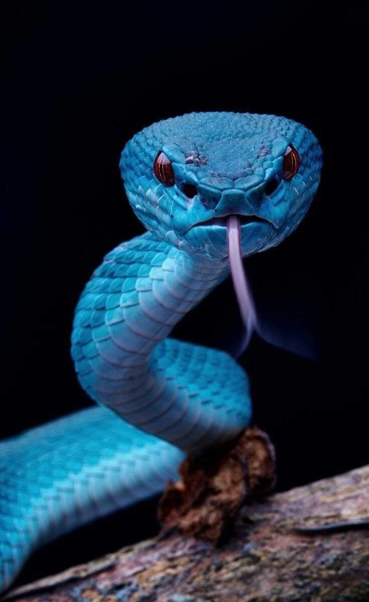 Jr