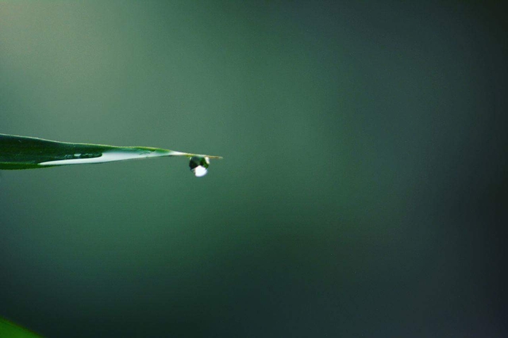 Dew