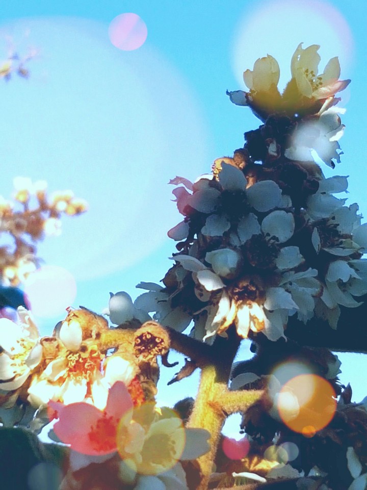 flower on the wonderland