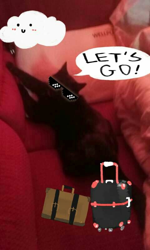 my cat Maffy