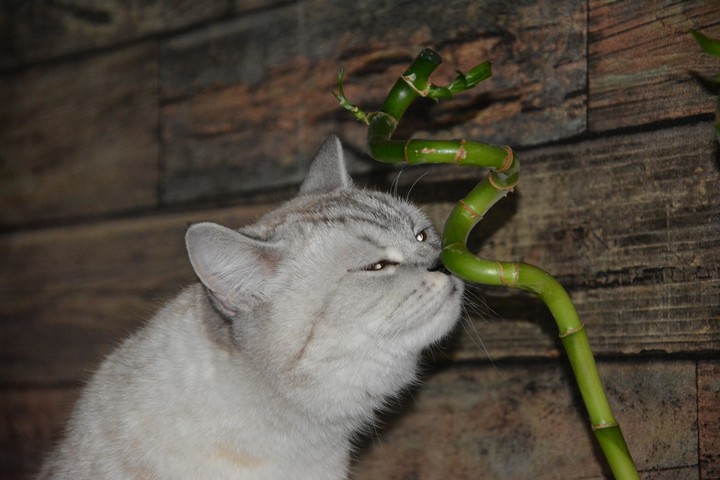 Кот и бамбук