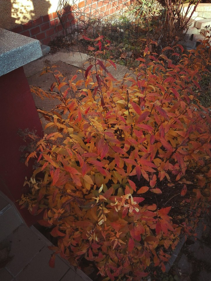 Autumn
