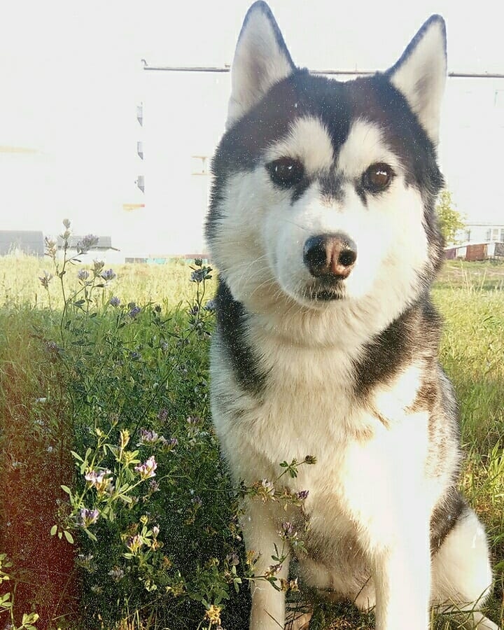 Husky Maiya