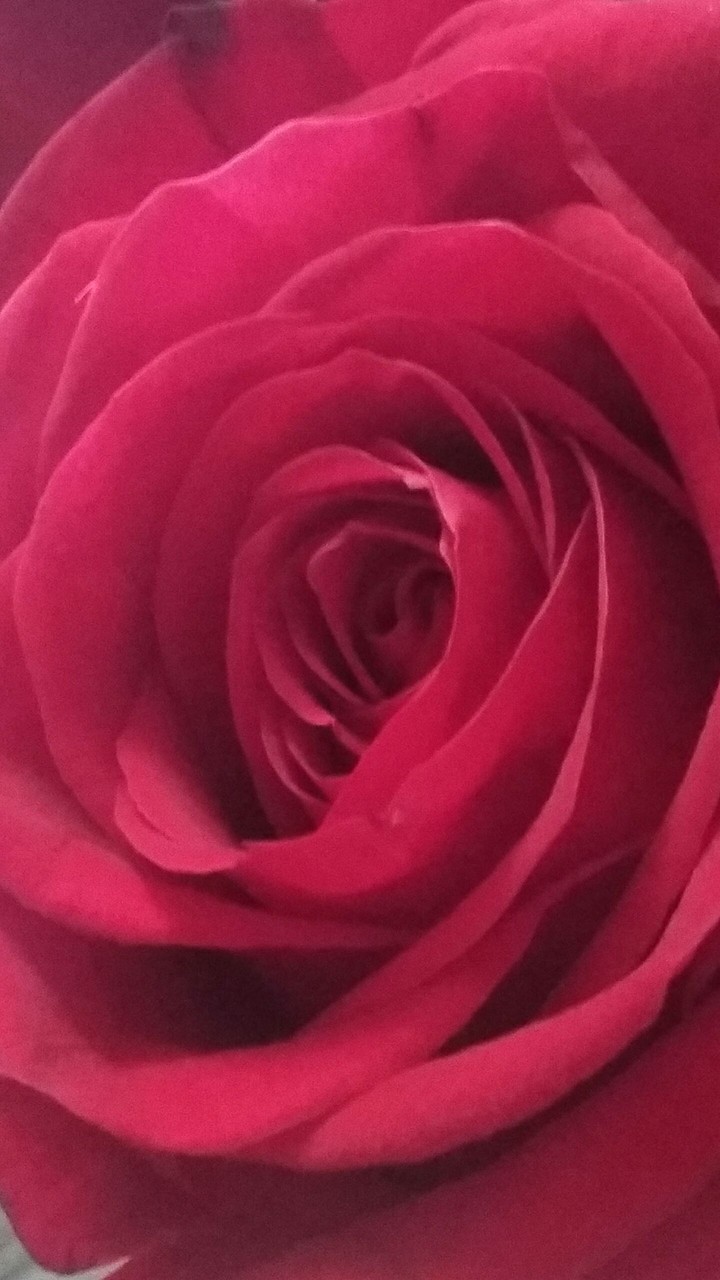 Perfect Bloom
