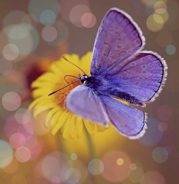 ✨❀✨