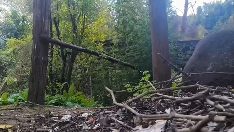 Tree, Waterway, Bridge