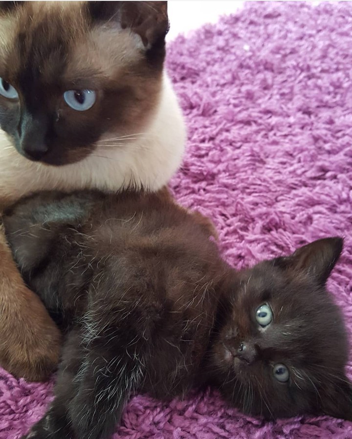 Siam Katze