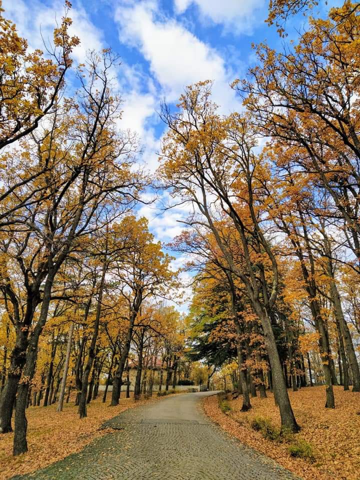Forest