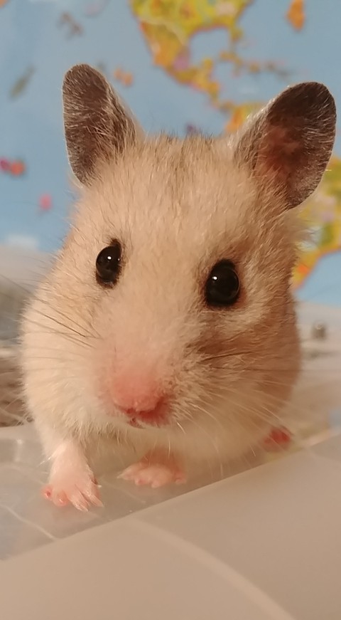 hamster