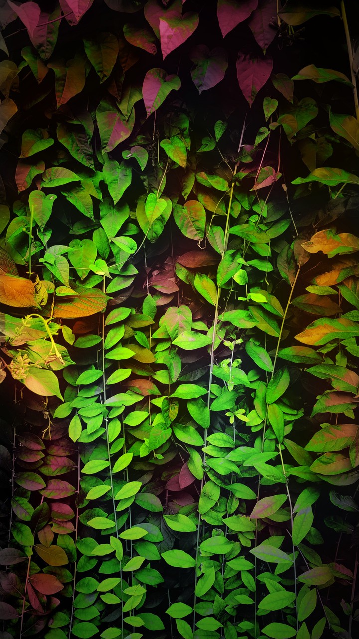 leaves with colours