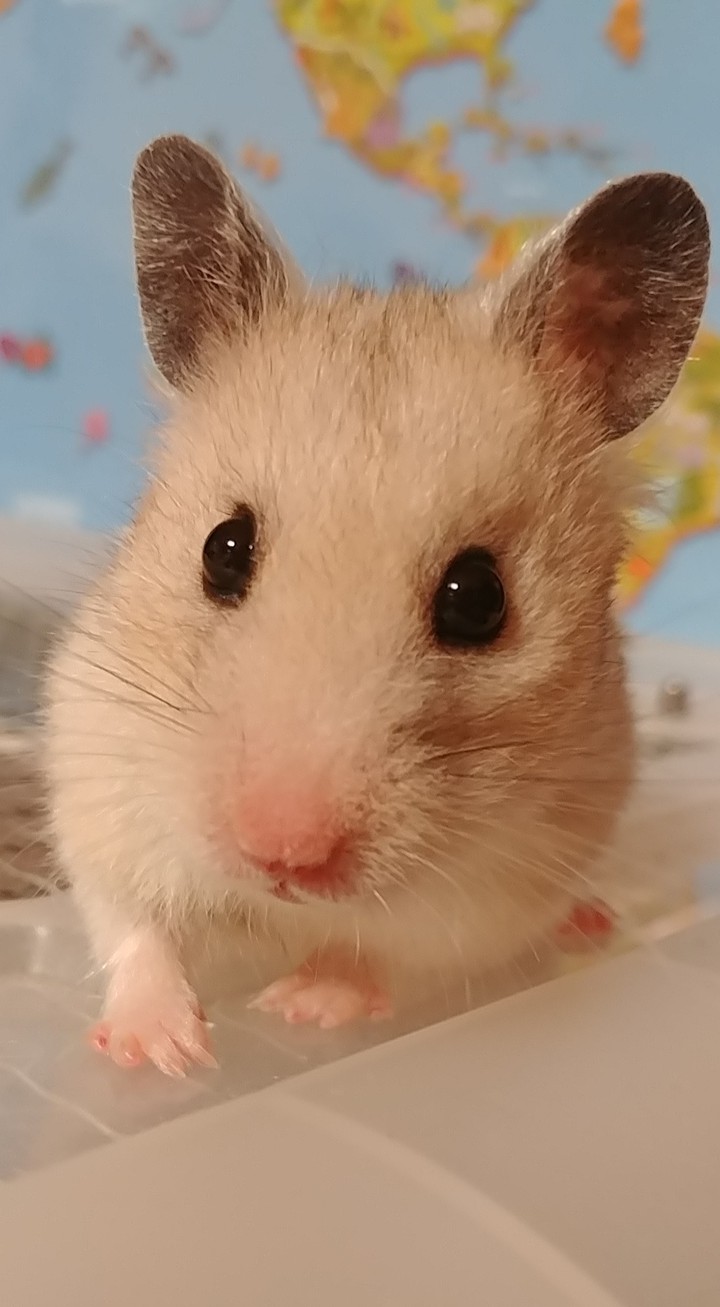 hamster