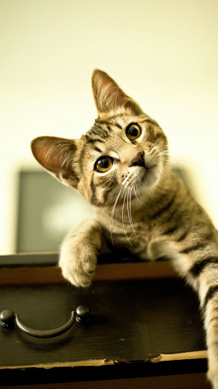 Cute Cat