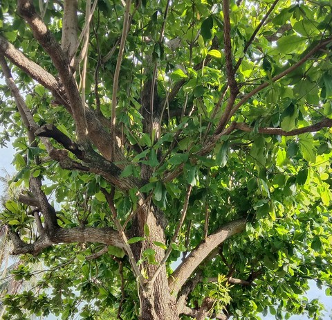 twig, plant桌布