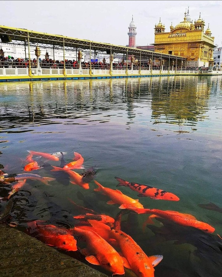 guru daubra