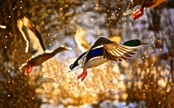 Flying gorgeous birds