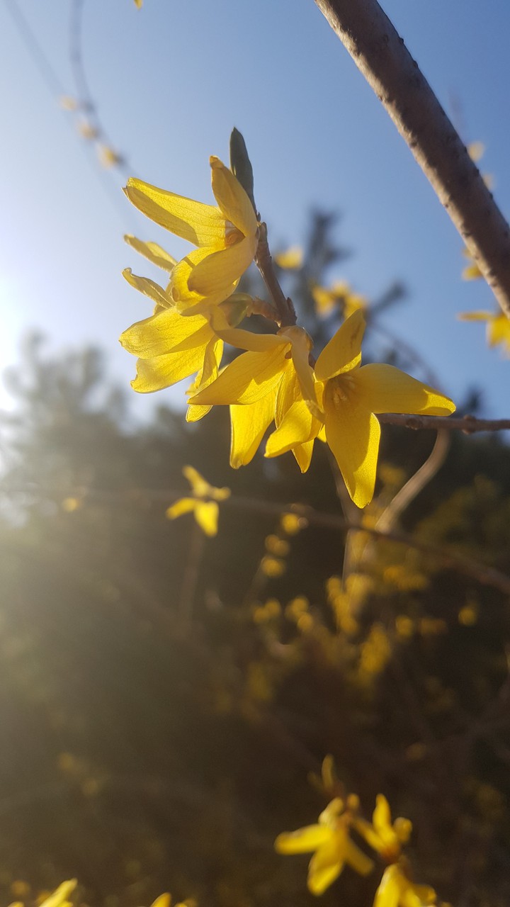 Forsythia