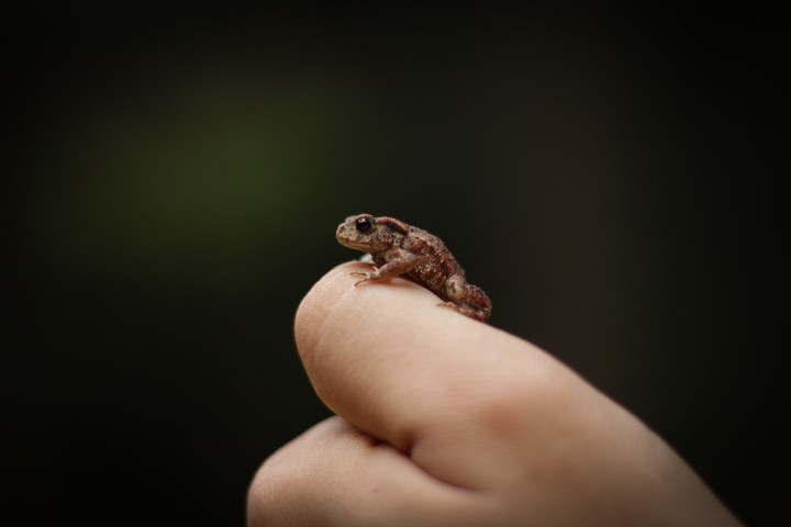 little animal