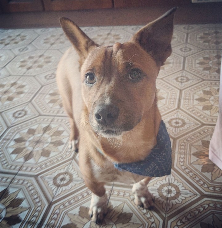 Zazu