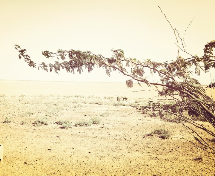 tree