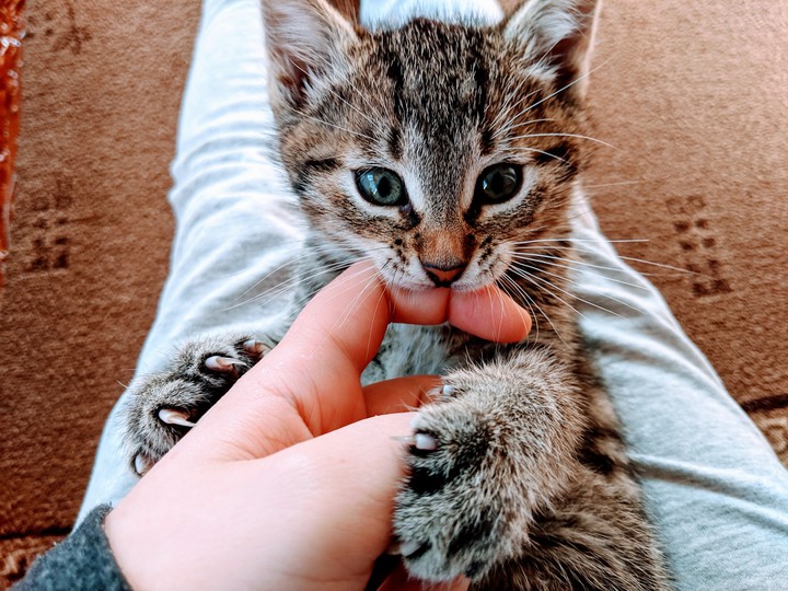 cat